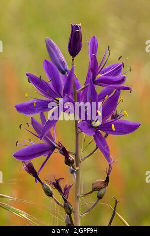 camas communs (Camassia quamash), Kingston Prairie Preserve (Oregon) Banque D'Images