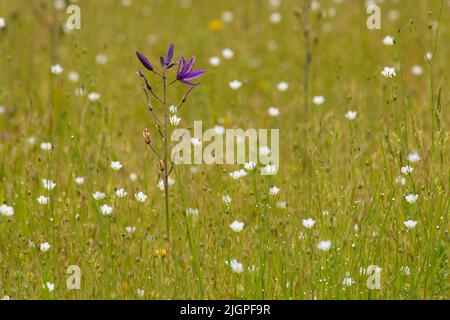 camas communs (Camassia quamash), Kingston Prairie Preserve (Oregon) Banque D'Images