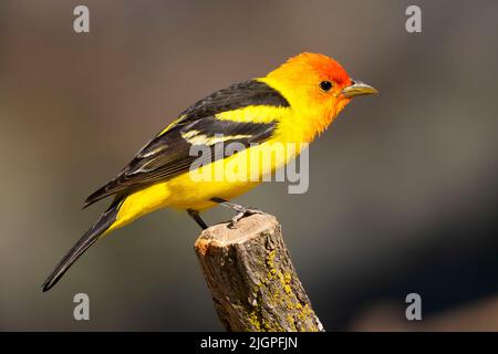 WESTERN Tanager (Piranga ludoviciana), observation des aveugles du lac Cabin, forêt nationale de Deschutes, Oregon Banque D'Images