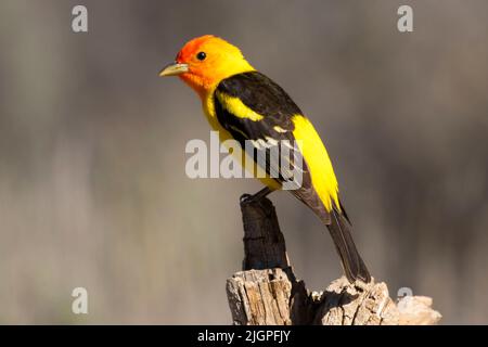 WESTERN Tanager (Piranga ludoviciana), observation des aveugles du lac Cabin, forêt nationale de Deschutes, Oregon Banque D'Images