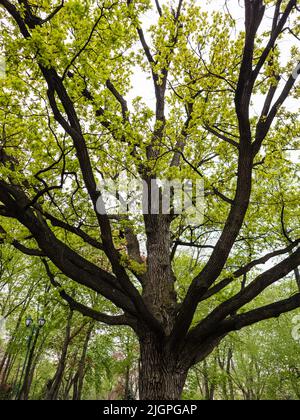 Grand vieux chêne avec jeunes feuilles vert clair dans le parc de la ville de printemps. Regardez à travers les longues branches d'arbre d'un arbre Banque D'Images