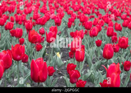 Tulipes rouges fleurs vives pétales, fleurs de champ gros plan, fleur de printemps. Feuillage romantique de prairie botanique Banque D'Images