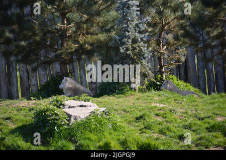 Une vue lointaine de deux loups de l'Arctique dans le parc du zoo beauval, en France Banque D'Images