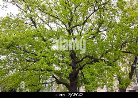 Grand vieux chêne avec jeunes feuilles vert clair dans le parc de la ville de printemps. Regardez à travers les longues branches d'arbre vert clair sur le ciel gris Banque D'Images