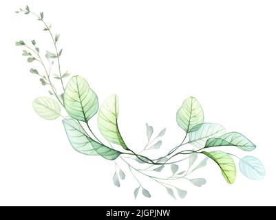 Aquarelle composition d'eucalyptus. Longues branches dans une ligne isolée sur blanc.dessin à la main illustration botanique. Motif fleuri transparent abstrait Banque D'Images