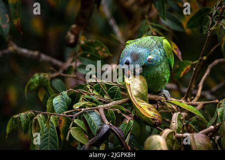 Perroquet à tête bleue se nourrissant dans un arbre dans la forêt tropicale du Panama Banque D'Images