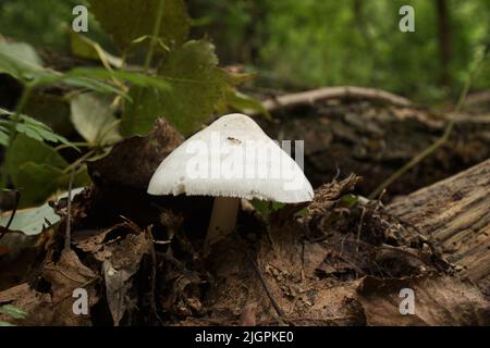 Champignons toxiques dans la forêt d'automne Banque D'Images