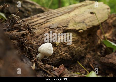 Champignons toxiques dans la forêt d'automne Banque D'Images