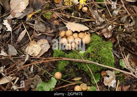 Beaucoup de champignons Lycoperdon frais dans la forêt pluvieuse Banque D'Images