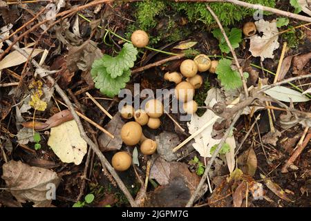 Beaucoup de champignons Lycoperdon frais dans la forêt pluvieuse Banque D'Images