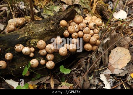 Beaucoup de champignons Lycoperdon frais dans la forêt pluvieuse Banque D'Images