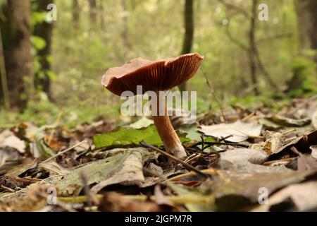 Tubaria furfuracea champignon dans la forêt d'automne Banque D'Images