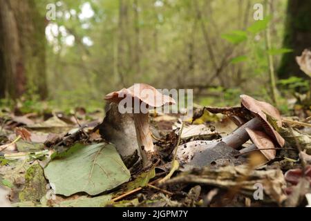 Tubaria furfuracea champignon dans la forêt d'automne Banque D'Images