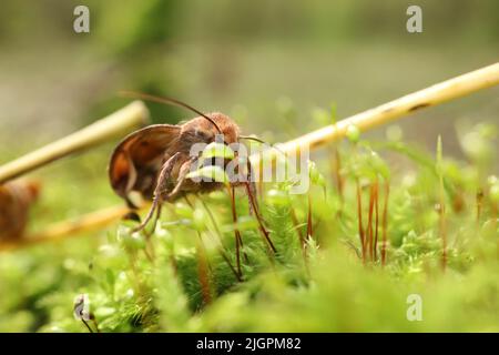 Agrochola circellaris se trouve dans la mousse de la forêt Banque D'Images