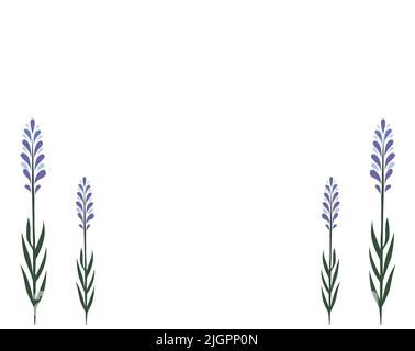 Feuilles et fleurs de lavande vecteur Illustration arrière-plan. Illustration pour cartes de vœux, invitations. Illustration de Vecteur