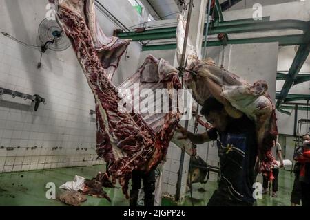 Bogor, Indonésie. 10th juillet 2022. (NOTE DE LA RÉDACTION : contenu graphique) l'ouvrier porte une coupe de boeuf dans l'abattoir de Bogor City à Bogor, Java-Ouest, Indonésie, on 10 juillet 2022. D'après les données du Ministère indonésien de l'agriculture, la demande de l'Indonésie pour les importations de boeuf en 2022 atteindra 266 065 tonnes. L'Australie est devenue le pays d'origine de la première importation de boeuf en Indonésie. L'Inde en deuxième place, les États-Unis en troisième place. (Photo par Andi M Ridwan/INA photo Agency/Sipa USA) crédit: SIPA USA/Alay Live News Banque D'Images