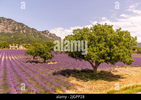 Champs de lavande et arbres. Dans la vallée de la Drôme, les Alpes rencontrent la Provence. Ici aussi, le lavandin est cultivé pour l'industrie. La lavandin est une lavande hybride issue d'un croisement entre la lavande à pointes (Lavandula latifolia) et la lavande véritable (Lavandula angustifolia). La lavandin est plus productive et donc déplace progressivement la vraie lavande de la culture Banque D'Images