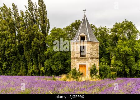 Champ de lavande en France Banque D'Images