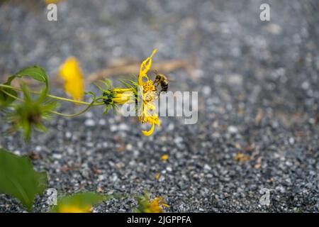 Gros plan d'une abeille collectant du pollen sur une fleur jaune. Banque D'Images