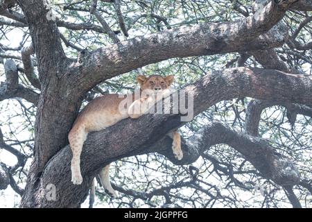 L'escalade des Lions n'est pas une vue que vous voyez tous les jours. TANZANIE, AFRIQUE. Un photographe DE LA FAUNE a été étonné de découvrir une fierté de lion conduit par t Banque D'Images