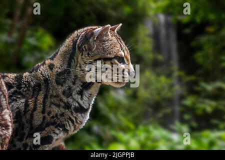 Margay (Leopardus wiedii / Felis wiedii) en forêt, chat solitaire et nocturne originaire d'Amérique centrale et du Sud. Composite numérique Banque D'Images