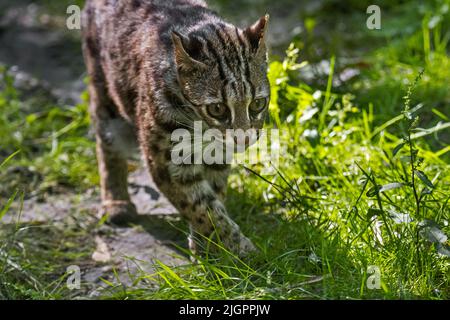 Chat léopard Bengale (Prionailurus bengalensis bengalensis) originaire d'Asie du Sud et de l'est, du Pakistan à la Chine, et probablement de la péninsule malaise Banque D'Images