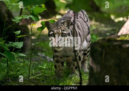 Le léopard (Neofelis nebulbosa) est un chat arboricole, solitaire et nocturne originaire de l'Himalaya vers l'Asie du Sud-est en Chine du Sud Banque D'Images