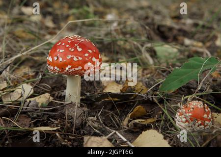 Champignon agarique de mouche unique toxique et hallucinogène avec une calotte rouge vif se dresse dans la forêt. Gros plan sur amanita muscaria. Champignon toxique rouge. Banque D'Images