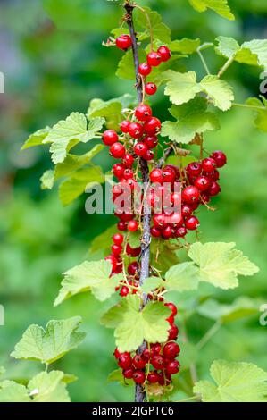Baies de cassis mûres sur une brousse dans le jardin. Vue verticale. Mise au point sélective. Banque D'Images