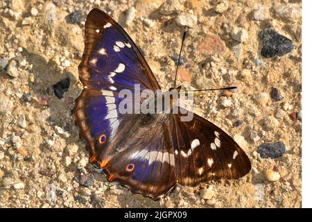 Papillon empereur violet, Fermyn Woods, Northampton-shire, Royaume-Uni Banque D'Images