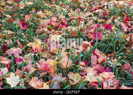 Atcolonne rouge et jaune feuilles d'érable tombé sur la grande herbe verte. Jardinage pendant la saison d'automne. Nettoyage de la pelouse des feuilles. Gros plan Banque D'Images