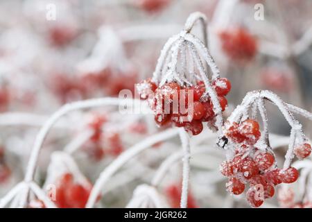 L'opulus de Viburnum (rose guelder) se frotte sous le gel. Plantes dans le jardin, en hiver. Banque D'Images