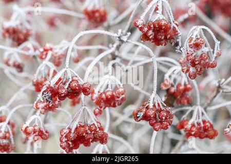 L'opulus de Viburnum (rose guelder) se frotte sous le gel. Plantes dans le jardin, en hiver. Banque D'Images