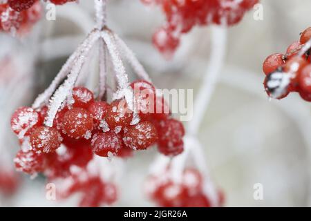 L'opulus de Viburnum (rose guelder) se frotte sous le gel. Plantes dans le jardin, en hiver. Banque D'Images