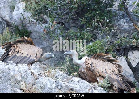deux vautours griffon perçant sur les rochers de l'île de cres Banque D'Images