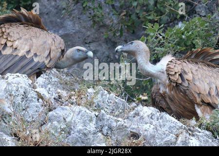deux vautours griffon perçant sur les rochers de l'île de cres Banque D'Images