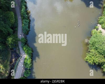 Plan descendant du lac avec des poissons et des canards dans le parc Barclay Banque D'Images