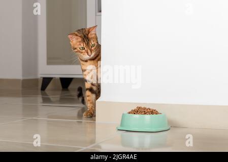 Le chat Bengale peeks autour du coin, regarde un bol de nourriture, contre le fond de la pièce. Copier l'espace. Banque D'Images