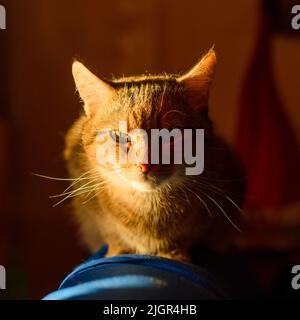 un chat détendu, un chat froid Banque D'Images