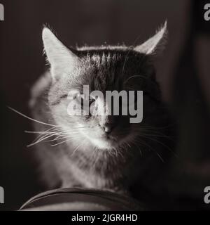 un chat détendu, un chat froid Banque D'Images