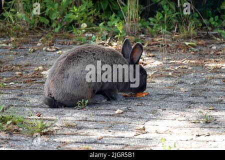 Un lapin gris mangeant une carotte. C'est un animal de compagnie qui a été autorisé à se déplacer librement autour de la maison. Banque D'Images