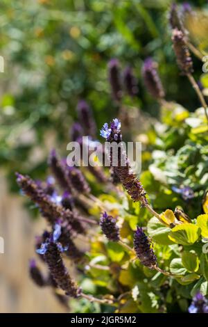 Fleurs d'un SelfHEAL commun (Prunella vulgaris) Banque D'Images