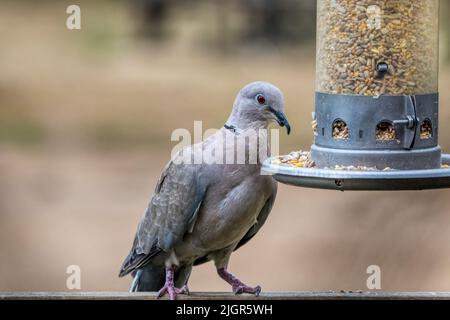 Une colombe à col adulte, Streptopelia decaocto, se nourrissant d'un alimenteur de graines de jardin. Banque D'Images