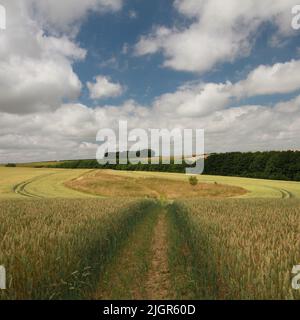 Scène d'été dans les Lincolnshire Wolds Banque D'Images