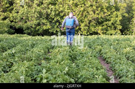 Un fermier appliquant des insecticides à sa culture de pomme de terre. Pieds d'un homme dans un équipement de protection individuelle pour l'application de pesticides. Un homme vaporise du pota Banque D'Images