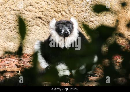 indri, lémurien de Madagascar, assis avec les yeux fermés, méditant Banque D'Images