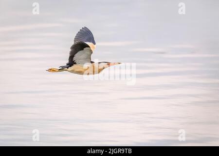 Un mâle d'un petit héron, le petit sterin, volant par. De l'eau bleue floue en arrière-plan. Une soirée au lac. Banque D'Images