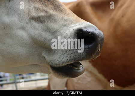 Tête et bouche de vache Guernesey brun clair dans une ferme avec une autre vache et une clôture métallique en arrière-plan. Banque D'Images