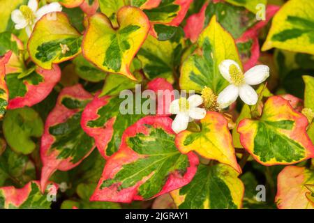 La plante comestible 'Chameleon' de Houttuynia cordata Banque D'Images