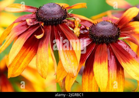 Fleurs de Susan à yeux noirs Rudbeckia hirta « couleurs d'automne » Banque D'Images